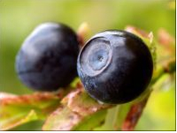 Bilberry Extract Anthocyanidin Anthocyanin