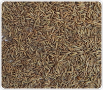 Cumin Seed Cuminum Cyminum L