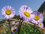 Erigeron Breviscapus Extract Plant