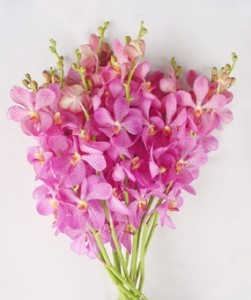 Fresh Cut Orchids Flower Wholesale Mokara Jub Kuan