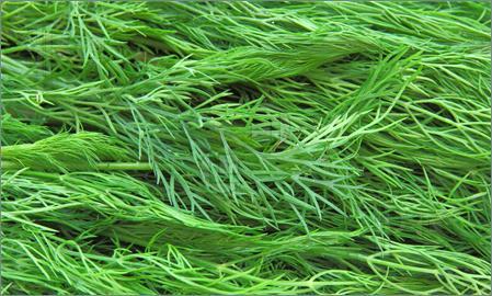 Fresh Dill With High Quality