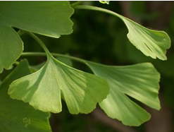 Ginkgo Biloba Extract Flavone Glycosides