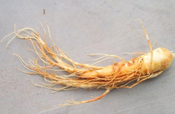 Ginseng Extract Ginsenoside