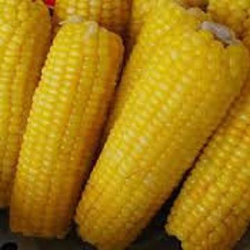 Iqf Frozen Sweet Corn Whole