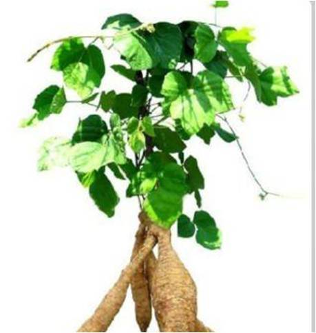 Kudzu Root Extract Powder