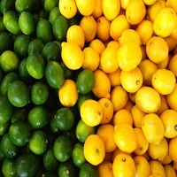 Lemon Varieties Verna Lime Banzaher