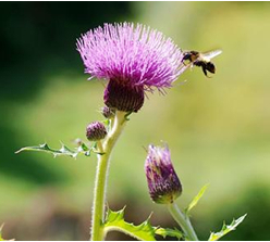 Milk Thistle Extract Silymarins