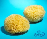 Natural Sea Sponges Honeycomb