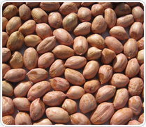 Peanut Groundnut Kernel