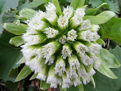 Petasites Japonicus Extractpetasites Extract