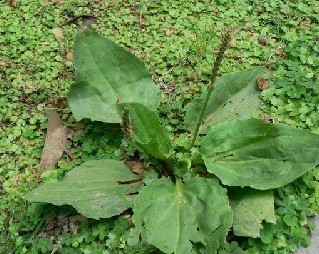 Plantago Herb Extract 10 1plantago 1