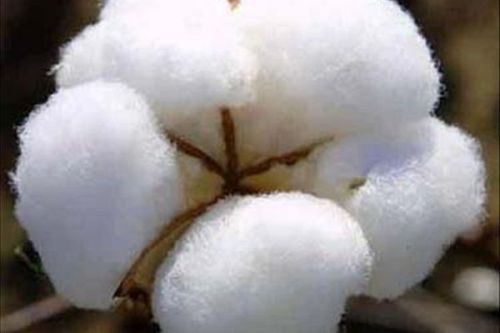 Raw Cotton Shankar 6