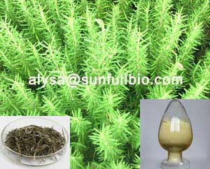 Rosemary Extract Carnosic Acid Rosmarinic Ursolic