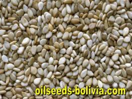 Sesame Seeds Bulk Sale