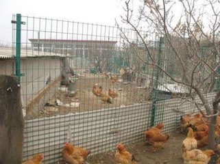 Steel Wire Mesh Fence For Chicken House Offers You High Quality Products