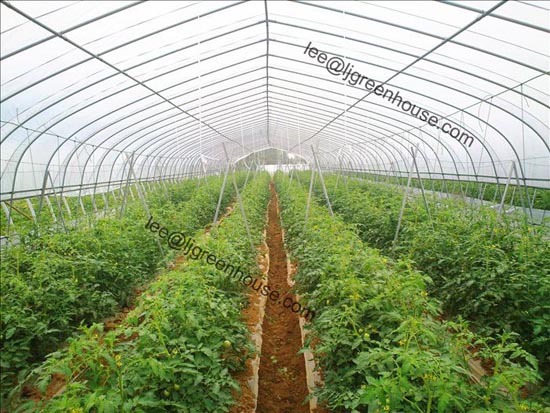 Tomato Fabricated Steel Greenhouse For Growing