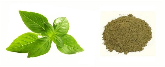 Tulsi Powder Basil Leaves Ocimum Sanctum