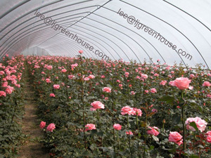 Tunnel Greenhouse For Growing Vegetable And Flower