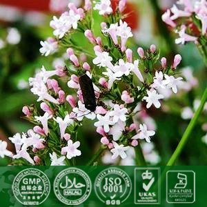 Valerian Root Extract 0 4 8