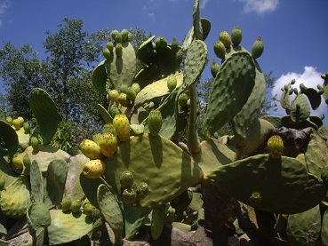 Wholesale Supplier Of Prickly Pear Oil