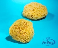 Wool Sponges Natural Sea