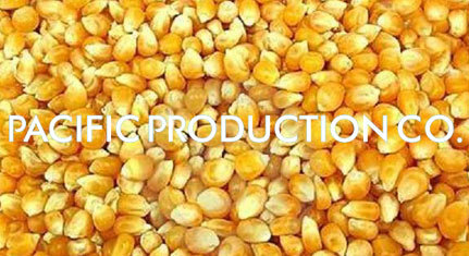 Yellow Corn